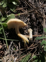 Hygrophorus chrysodon