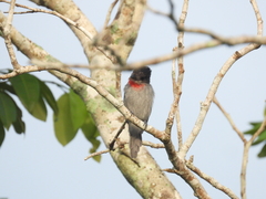 Pachyramphus aglaiae