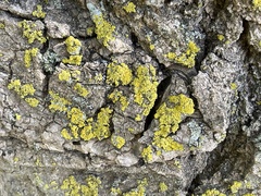 Candelariella efflorescens