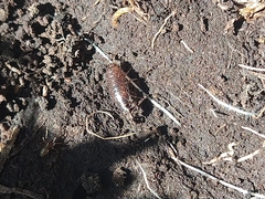 Oniscidea