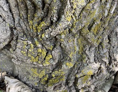 Candelariella efflorescens