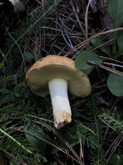 Suillus occidentalis