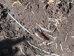 Oniscidea