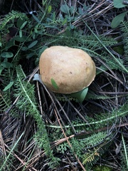 Suillus occidentalis