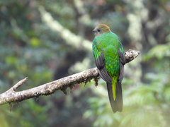 Pharomachrus mocinno