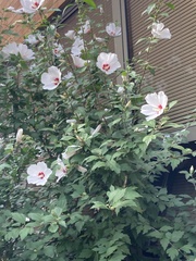 Hibiscus syriacus