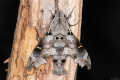 Madoryx oiclus