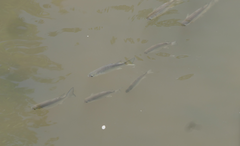 Planiliza subviridis