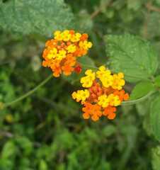 Lantana horrida