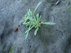 Gnaphalium uliginosum