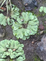 Riccia crystallina