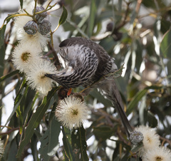Anthochaera paradoxa paradoxa