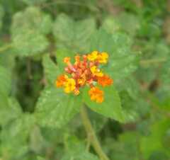 Lantana horrida