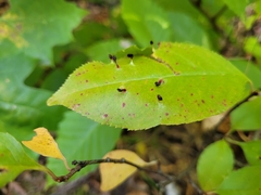 Eriophyes cerasicrumena