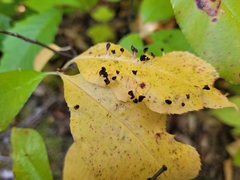 Eriophyes cerasicrumena