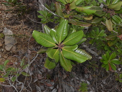 Xanthostemon multiflorus