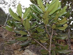 Xanthostemon multiflorus