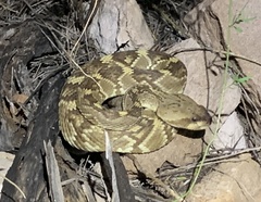 Crotalus molossus molossus