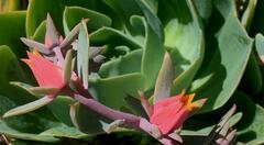 Echeveria gibbiflora