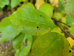 Eriophyes cerasicrumena