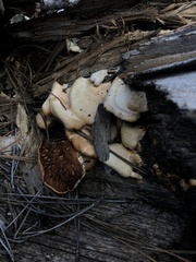 Phyllotopsis nidulans