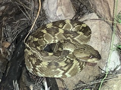 Crotalus molossus molossus