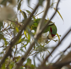 Glossopsitta concinna