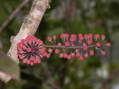 Geissois pruinosa