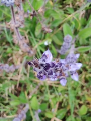 Lamiaceae