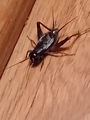 Velarifictorus micado