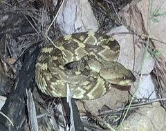 Crotalus molossus molossus