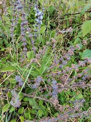 Lamiaceae