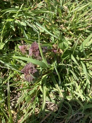 Lamium hybridum