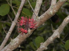 Geissois pruinosa