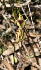 Caladenia tensa