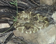 Crotalus molossus molossus