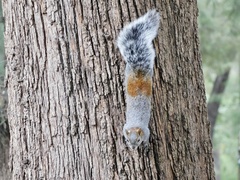 Sciurus aureogaster
