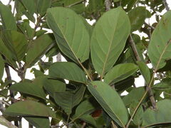Geissois pruinosa