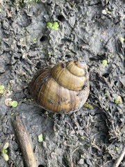 Cipangopaludina chinensis