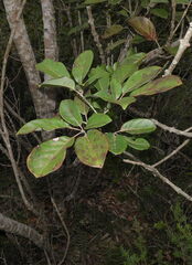 Geissois pruinosa
