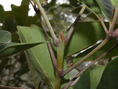 Geissois pruinosa