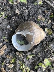 Cipangopaludina chinensis