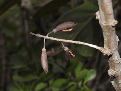 Geissois pruinosa
