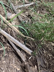 Drymobius margaritiferus