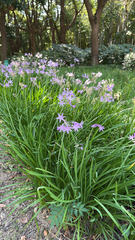 Tulbaghia violacea