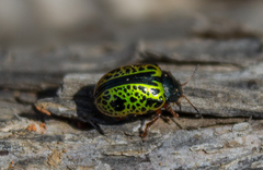 Calligrapha pantherina