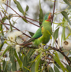 Lathamus discolor