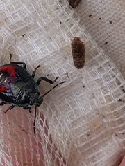 Asopinae