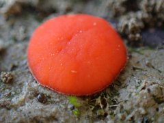 Scutellinia