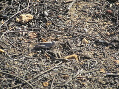 Trimerotropis thalassica